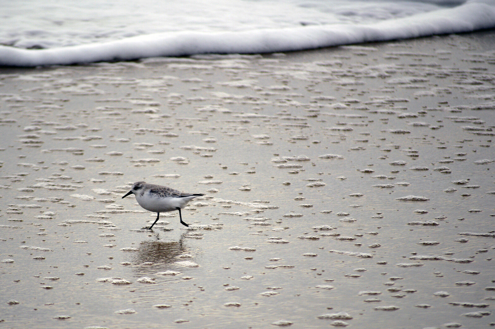 Sandpiper on the shore